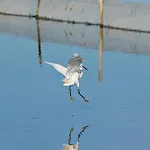 Sirena Lägenhet *